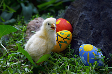Little baby chicken with painted Easter eggs on the green grass. Happy holiday. Wonderful magic background