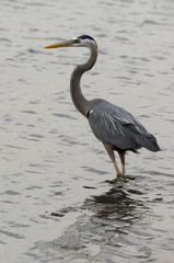 Heron cendré; Ardea cinerea, Grey Heron
