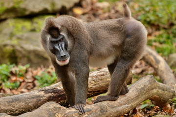 Drill monkey, Mandrillus leucophaeus, resting in the nature habitat area. Beautiful and critically endangered species in action. Dril in nature habitat. Beautiful wild animal in captivity.