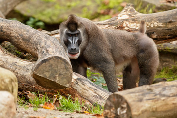 Drill monkey, Mandrillus leucophaeus, resting in the nature habitat area. Beautiful and critically...