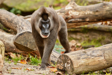 Naklejka premium Drill monkey, Mandrillus leucophaeus, resting in the nature habitat area. Beautiful and critically endangered species in action. Dril in nature habitat. Beautiful wild animal in captivity.