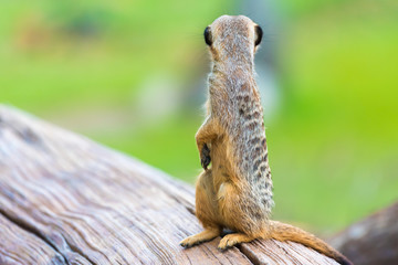 Portrait of Meerkat Suricata suricatta, African native animal, small carnivore belonging to the mongoose family