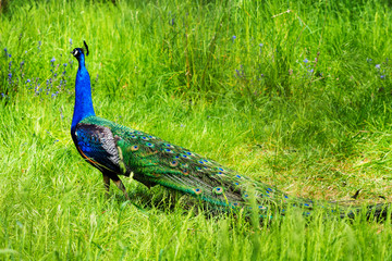 Beautiful Peacock