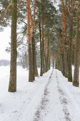 The winter  road in the pines. Belarus
