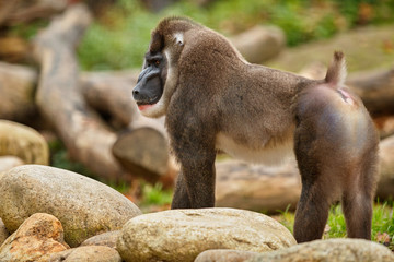 Naklejka premium Drill monkey, Mandrillus leucophaeus, resting in the nature habitat area. Beautiful and critically endangered species in action. Dril in nature habitat. Beautiful wild animal in captivity.