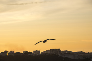 Seagull flying over the city of Porto during sunset