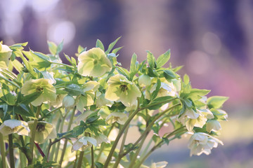 Beautiful first spring flowers of hellebore in dewdrops. Delicate solar lilac natural garden background. The awakening of nature.
