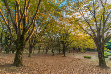 Autumn colors, Fall foliage carpet sunset time at Yoyogi Park in Shibuya ward, Tokyo, Japan