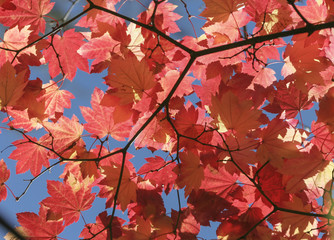 Autumn Acer