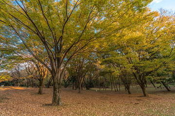 Fototapeta premium Autumn colors, Fall foliage carpet sunset time at Yoyogi Park in Shibuya ward, Tokyo, Japan