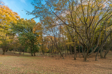 Autumn colors, Fall foliage carpet sunset time at Yoyogi Park in Shibuya ward, Tokyo, Japan