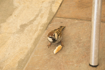 sparrow eating a piece of bread on the pavement