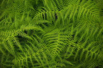 Beautiful green fern background