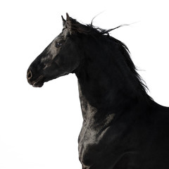 Portrait of a black friesian horse on white background isolated	