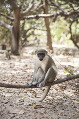 he green monkey in Bijilo Forest Park, Banjul, Gambia