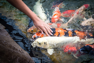 carp fish, koi fish isolated, natural, nobody, pretty, rocks