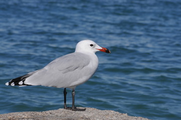Seagul