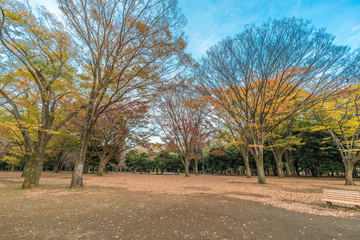 Momiji (maple tree) Autumn colors, fall red foliage carpet sunset at Yoyogi Park in Shibuya ward, Tokyo, Japan