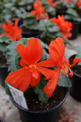 Begonia. Unique begonia flowers field. Begonia in pots. Floral pattern. Flowers background
