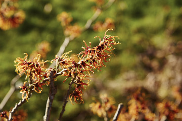 Witch Hazel