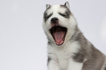 siberian husky puppy