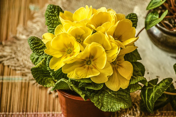 Flowering decorative large yellow violets in a plastic pot on a straw rug
