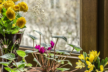 Flowers in late winter on a windowsill, yellow small roses, blossoming purple cyclamen and yellow field crocuses