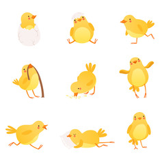 Set of funny yellow chicken in various situations. Cartoon character of little farm bird. Isolated flat vector design for postcard, sticker or children s book