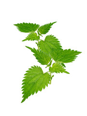 Stinging nettles isolated on white background