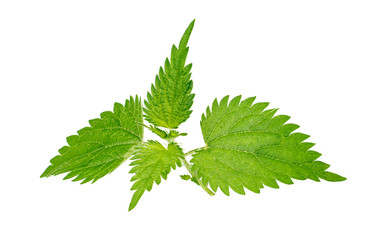 Stinging nettle isolated on white background