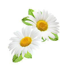 Chamomile flower with mint leaves composition isolated on white background as package design element.