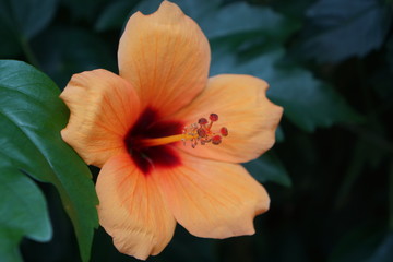 Hibiskus © Wiebke