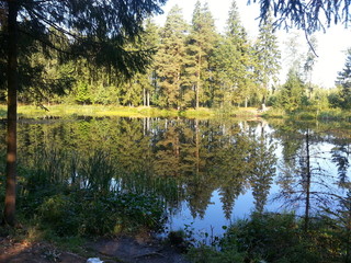 Obraz premium Lake in the forest, Moscow region , Russia