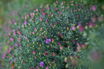 Mini asters.