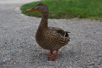 Ente