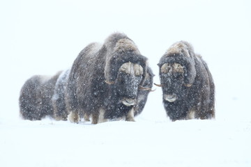 Wild Musk Ox in winter, mountains in Norway, Dovrefjell national park - obrazy, fototapety, plakaty