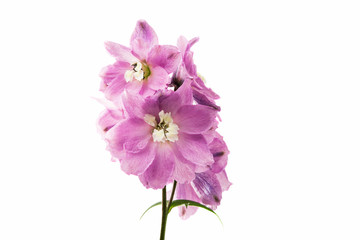 Naklejka na ściany i meble violet delphinium flower
