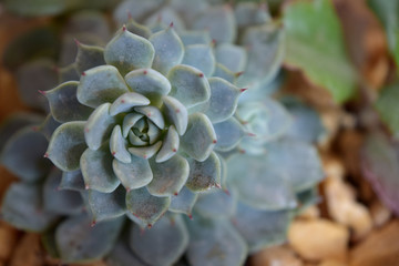 Suculenta