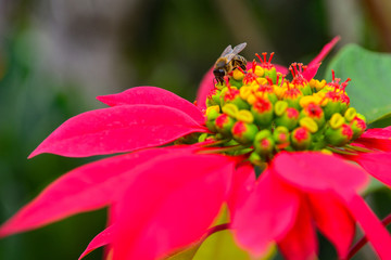 Spain Gomera bee on flower
