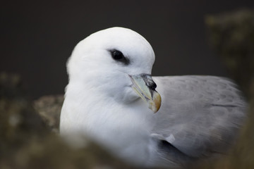 Portrait of a seagull