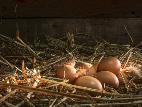 Still life visual art of chicken eggs in the nest in the barn