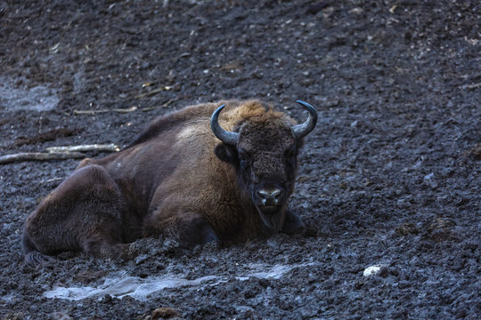zimbru seated in a mud in a natural reserve