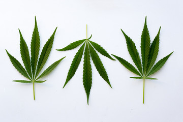 many natural fresh big and small cannabis five fingers leaves lay in chaotic. Cannabis marijuana leaf closeup background. Nature background. Vintage toned. Rich luxury happy life with cannabis.