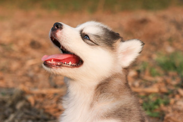 siberian husky puppy