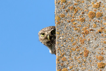 Little owl