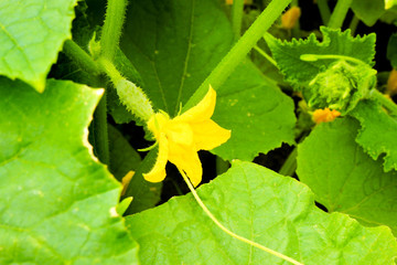 Cucumber with a flower among the leaves in the garden under the rays of the sun. Planting vegetables on the farm