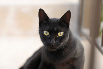 Black cat with green eyes
