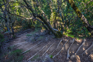 spain gomera island bosque del cedro