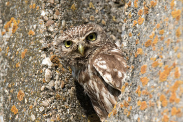 Little Owl