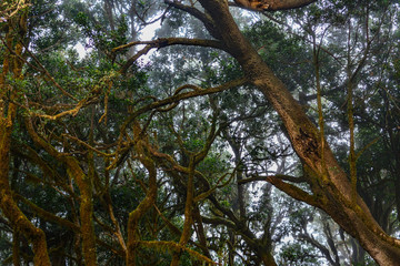 Fototapeta premium Spain Gomera island fog forest bosque del cedro